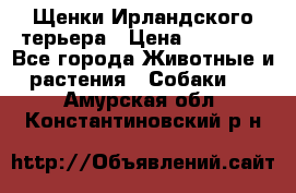 Щенки Ирландского терьера › Цена ­ 30 000 - Все города Животные и растения » Собаки   . Амурская обл.,Константиновский р-н